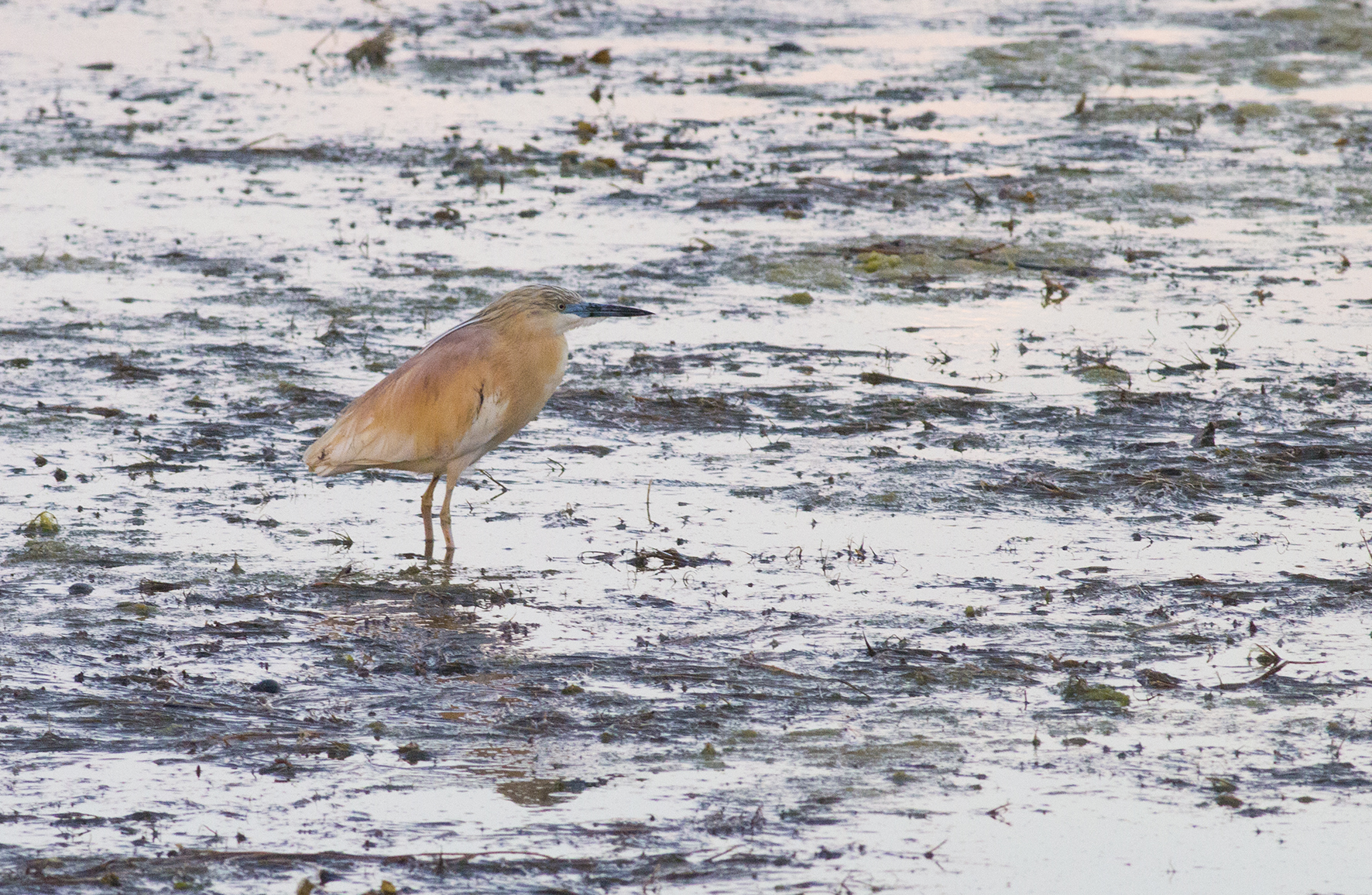 Squacco Heron